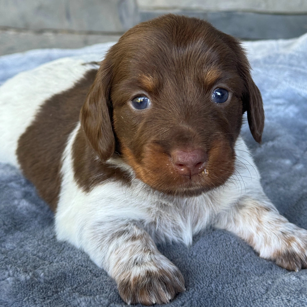Mocha