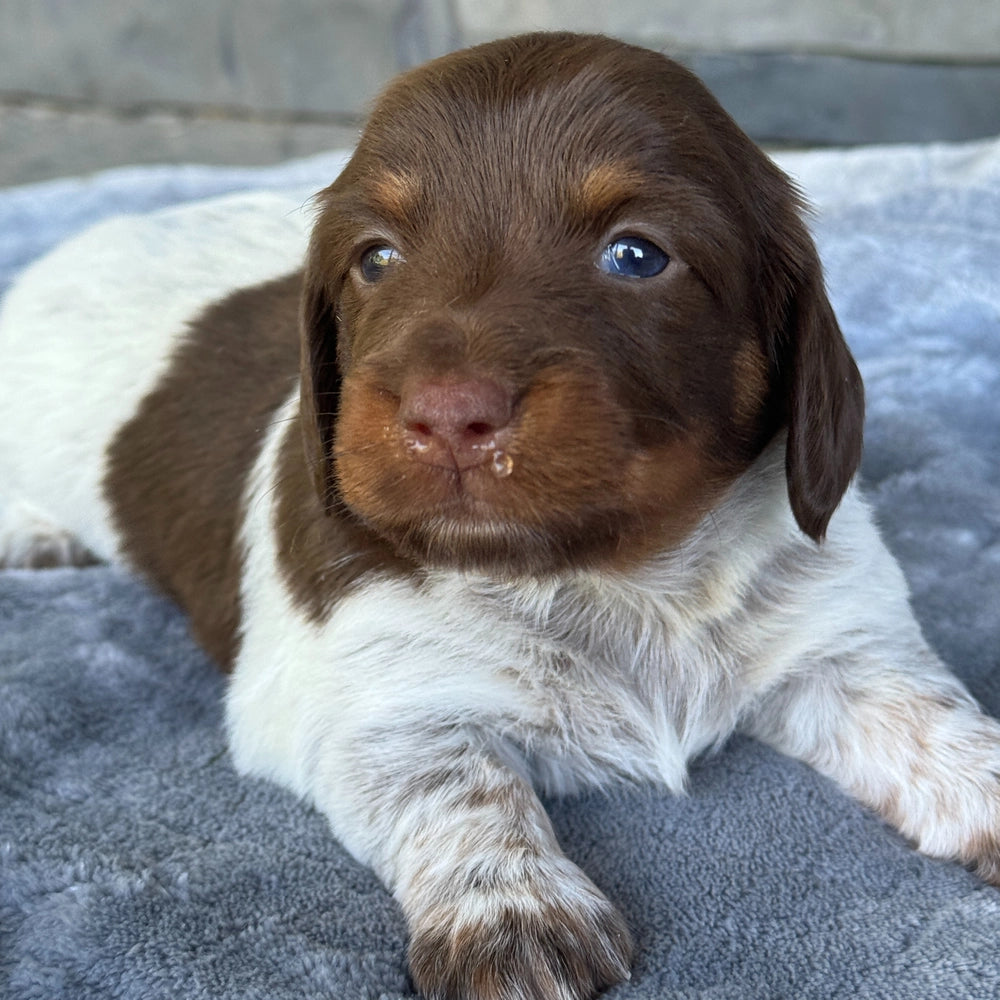 Mocha
