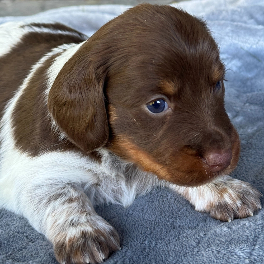 Mocha