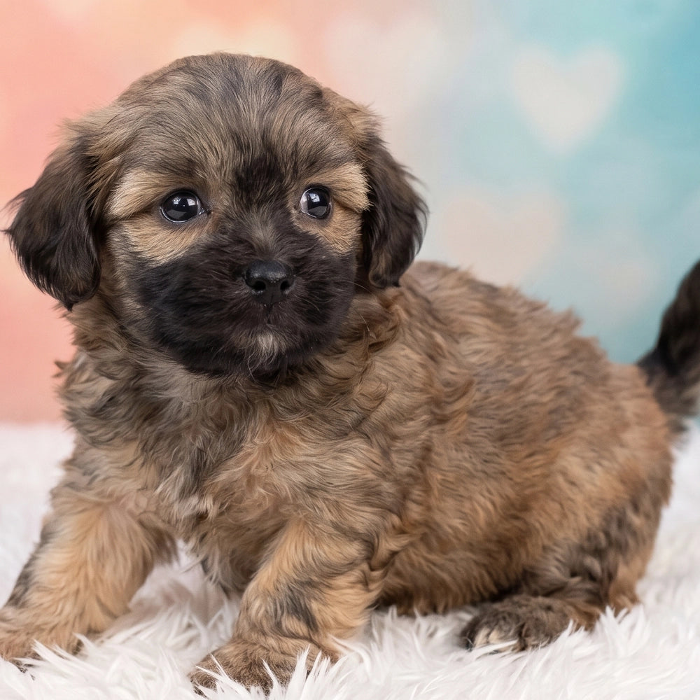 Barney