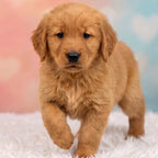 Archie