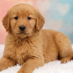 Winston