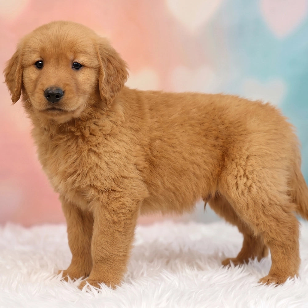 Winston