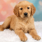 Digby