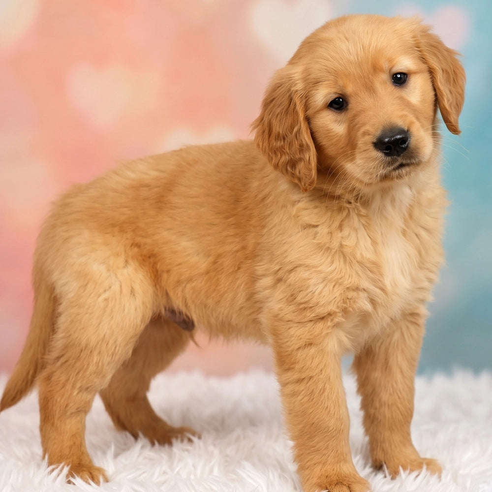 Digby