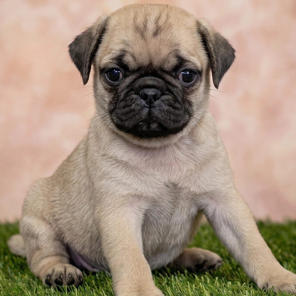 Biscuit