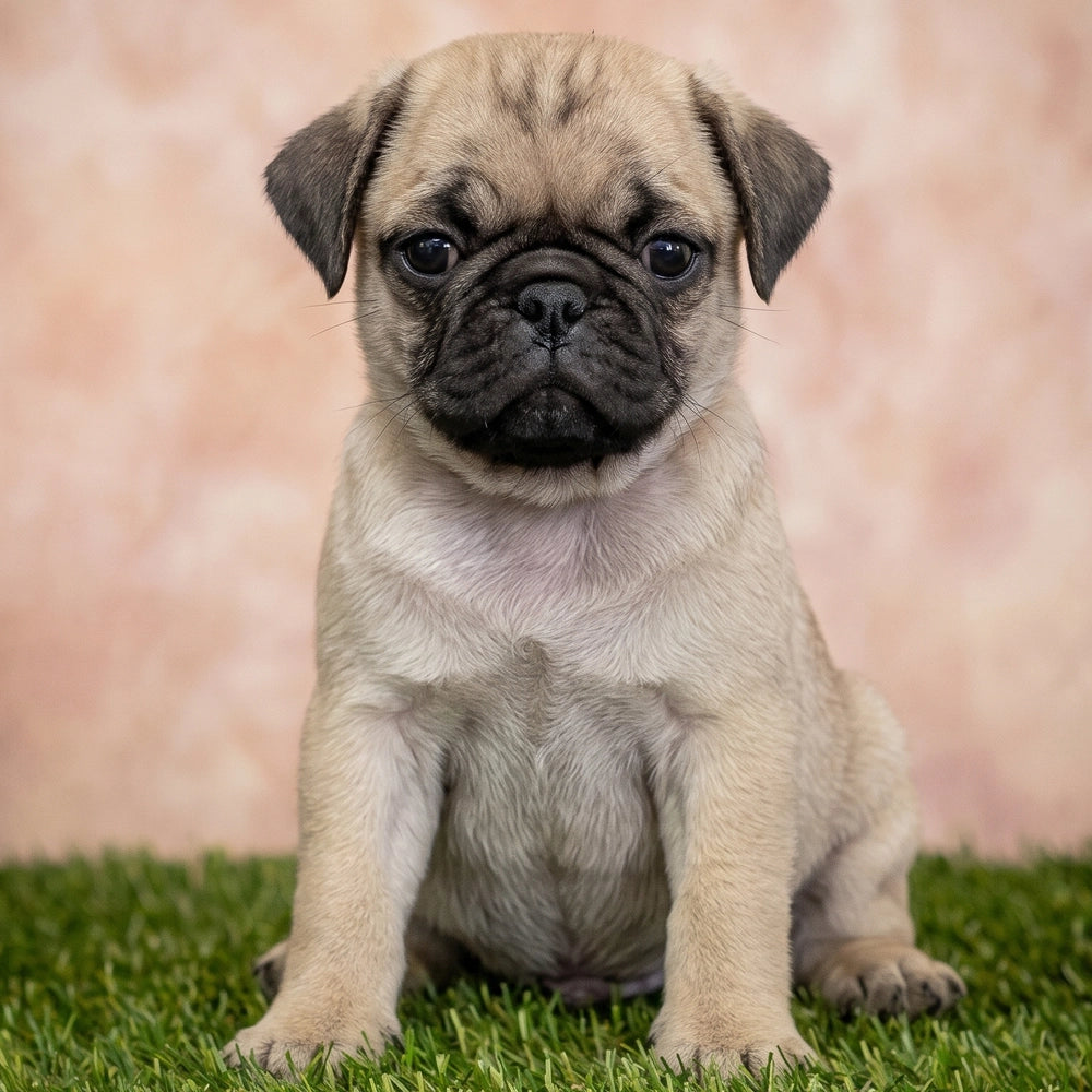 Biscuit