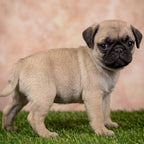 Walter