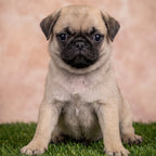 Otis