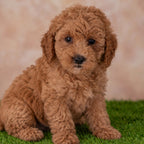 Willow