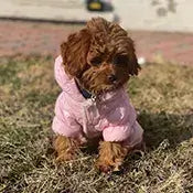 Central Park Puppies