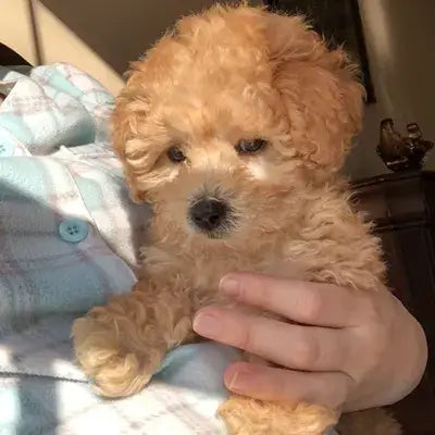 Central Park Puppies