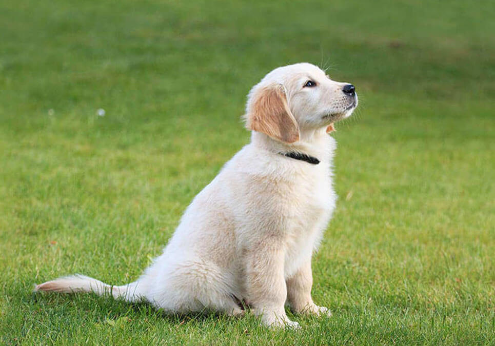 Puppy concierge