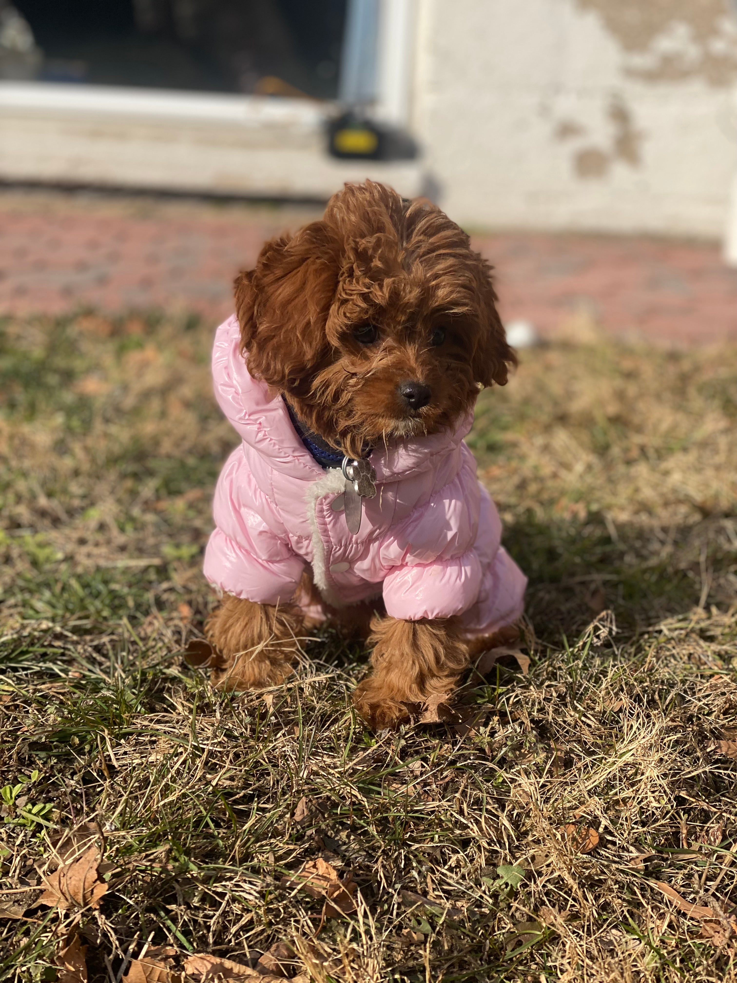 Central Park Puppies