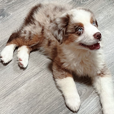 Can Australian Shepherds Live In Apartments? - SpiritDog Training