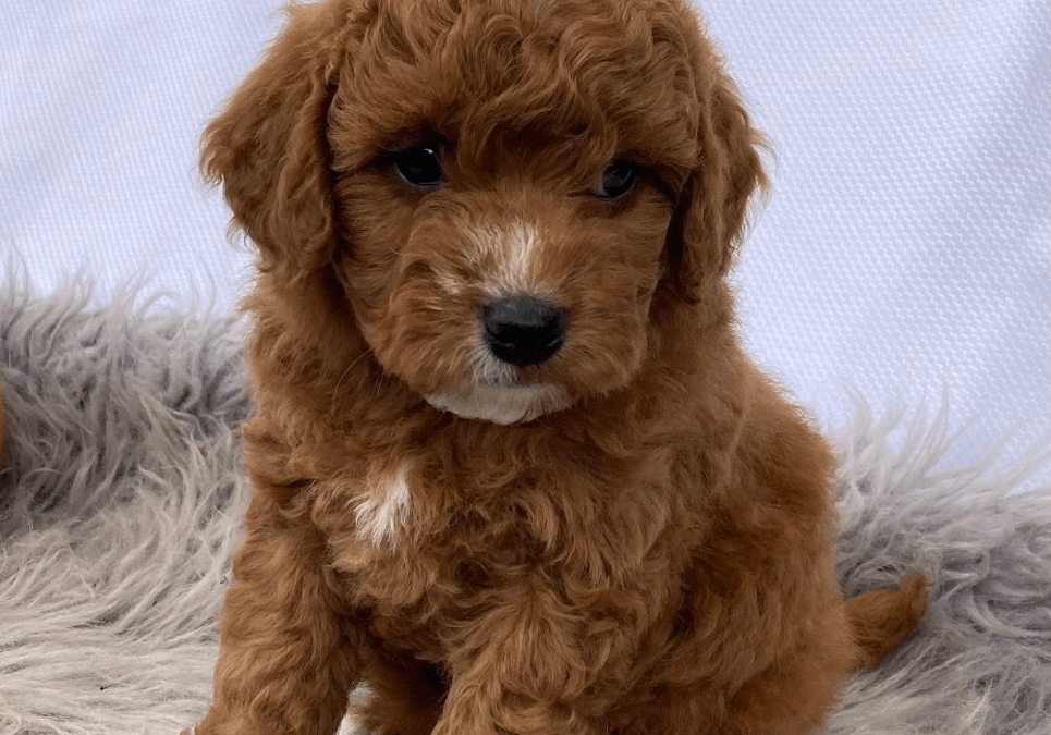 bernedoodle puppies for sale