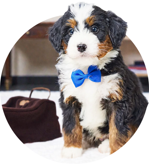 Cavapoo Puppies for Sale