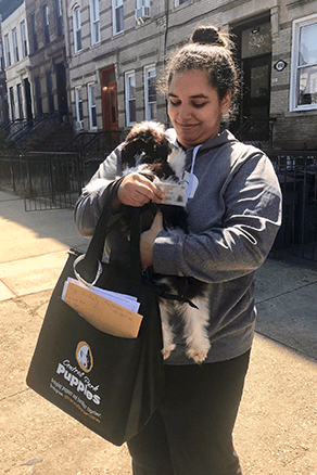 central park puppies delivery with care