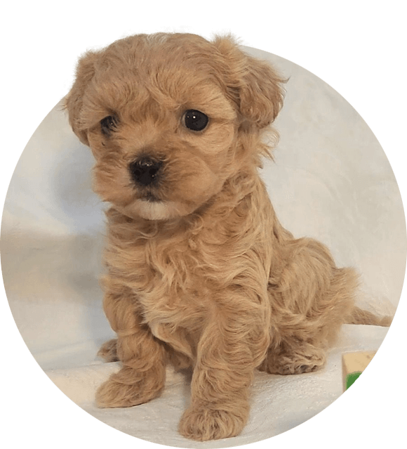 Maltipoo puppies for sale.