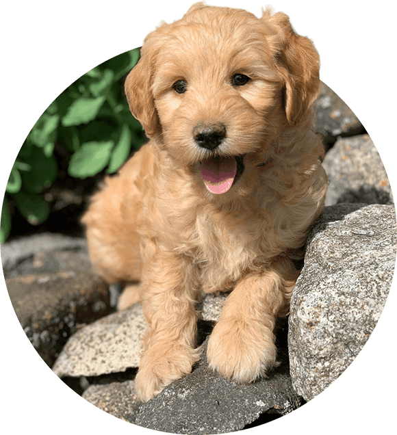 mini golden doodle puppy