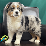 miniature australian shepherd puppy