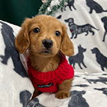 miniature dachshund puppy