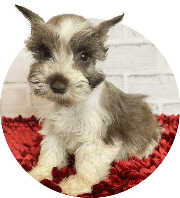 Miniature Schnauzer puppies for sale.