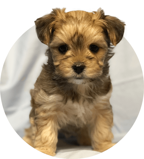 Morkie Puppies for Sale.