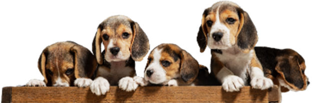 Miniature Schnauzer puppies for sale