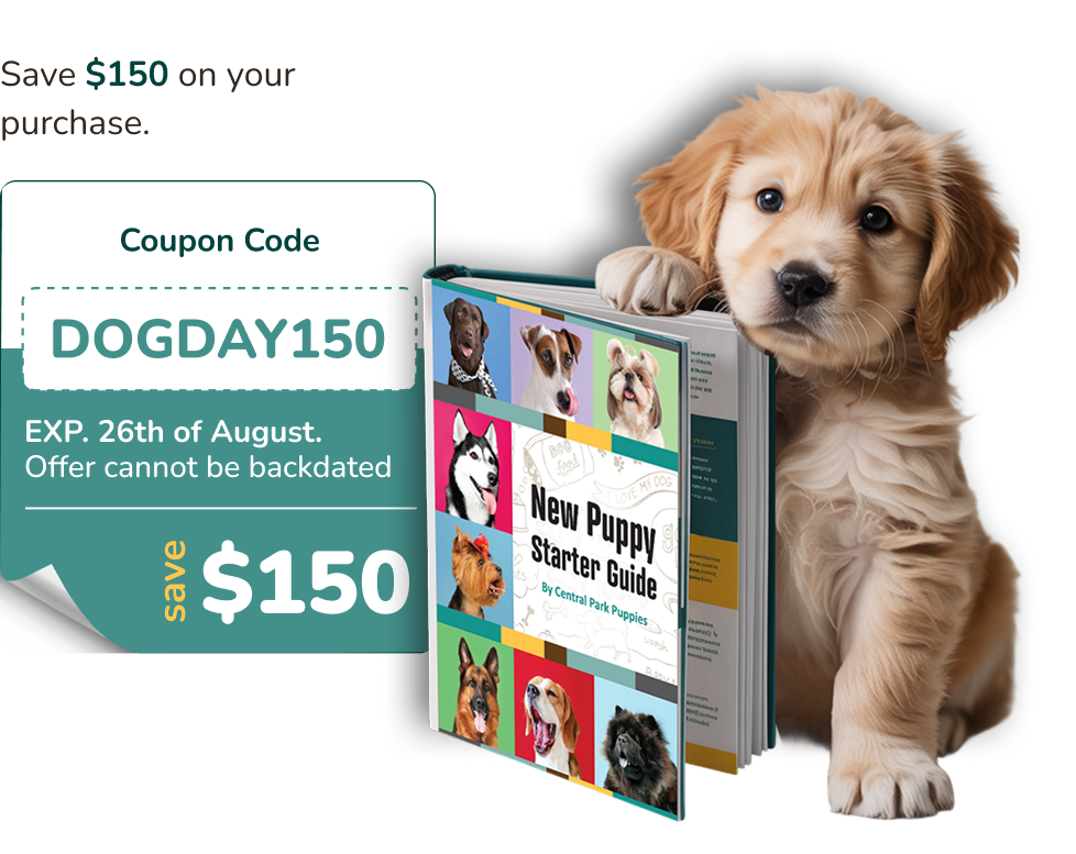 New Puppy Handbook with Golden Retriever puppy