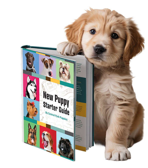New Puppy Handbook with Golden Retriever puppy