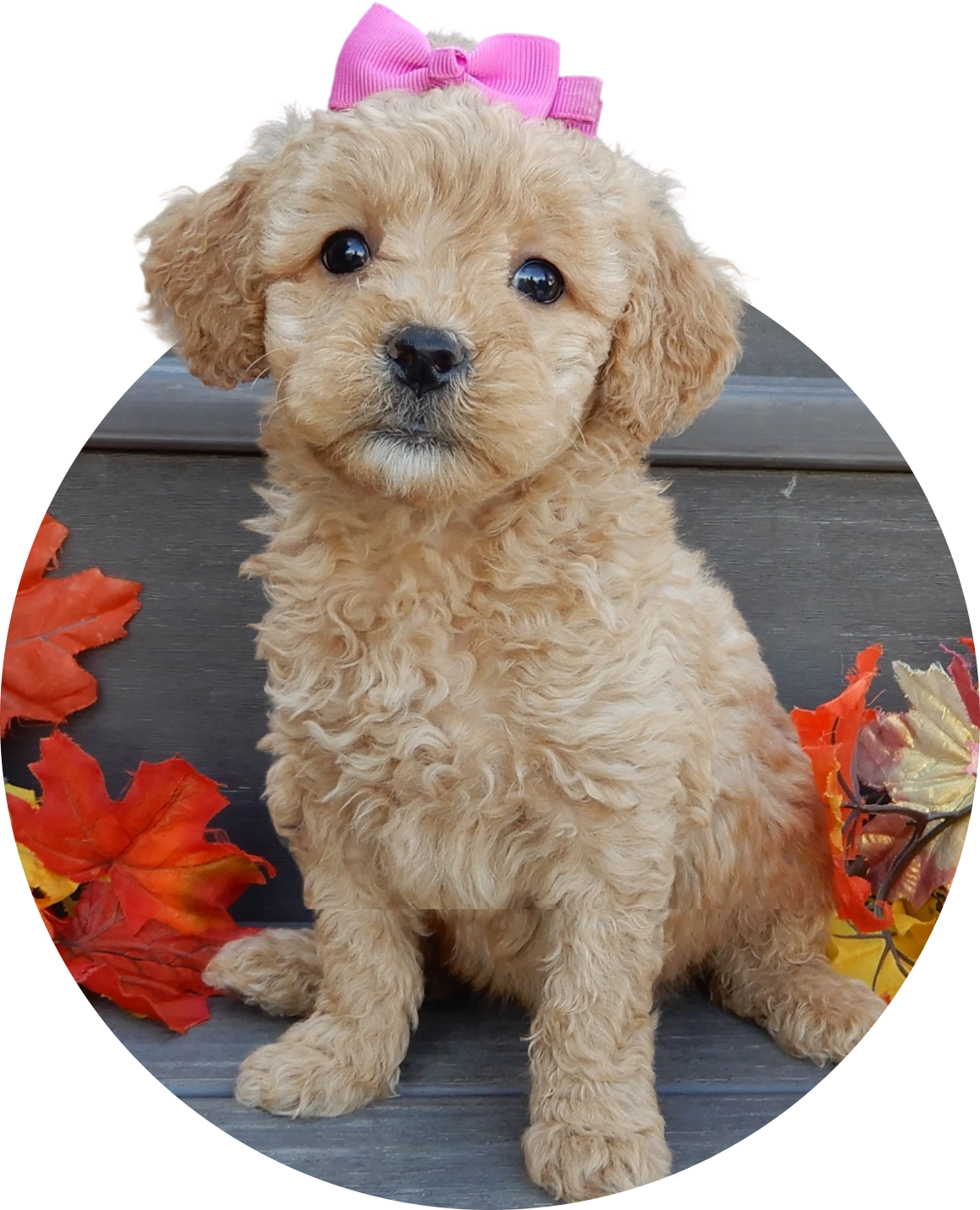 Goldendoodle Puppies for Sale
