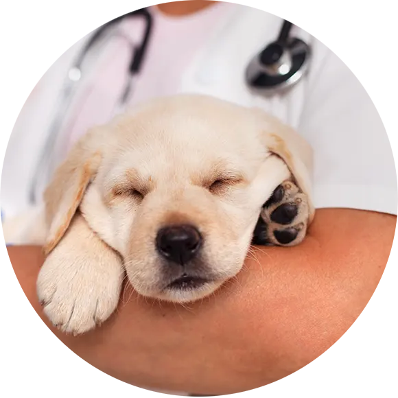 mini golden doodle puppy