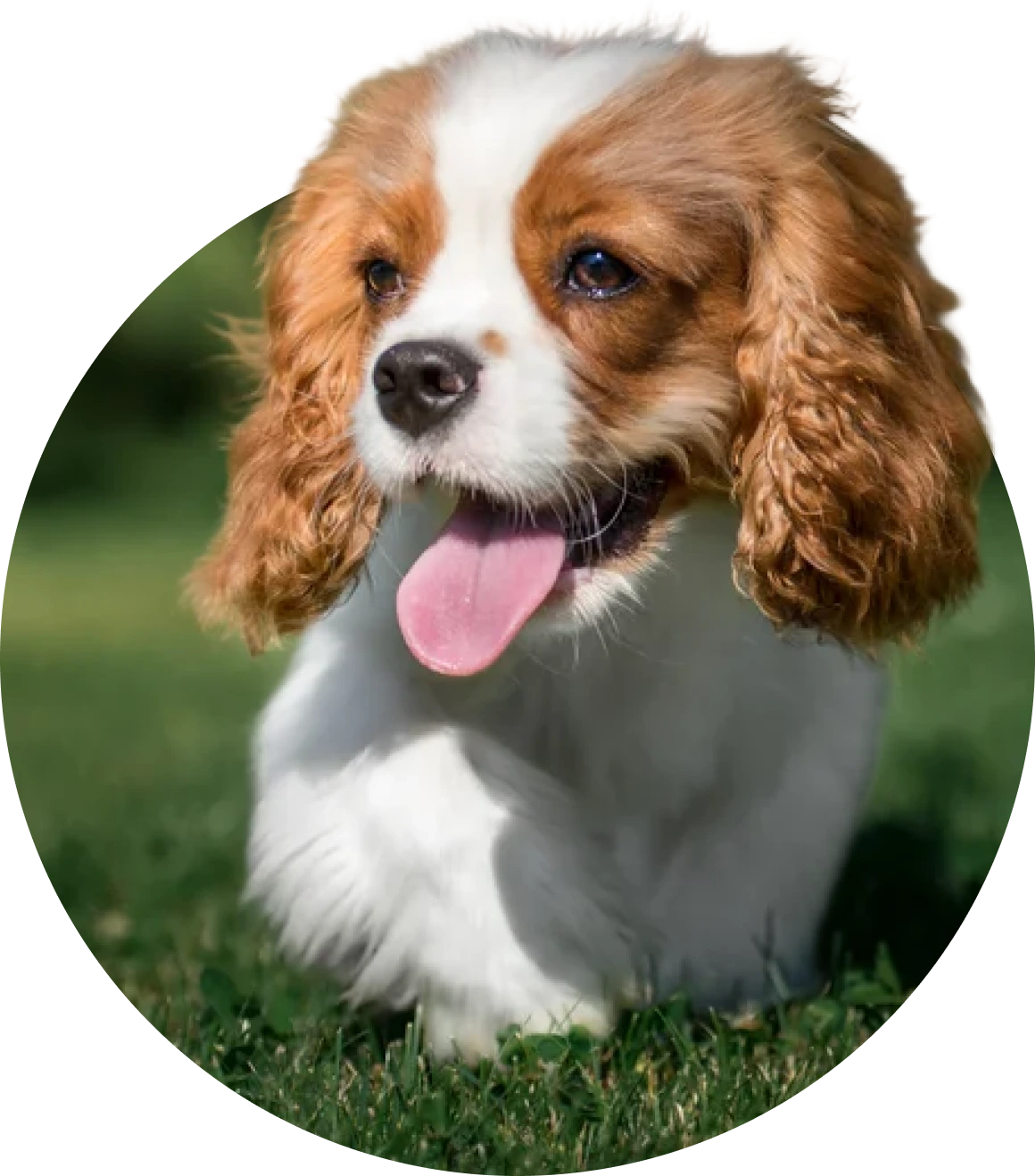 Cavapoo Puppies for Sale