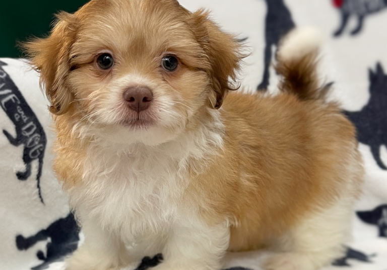 Shihpoo Puppies for Sale Near Me Central Park Puppies