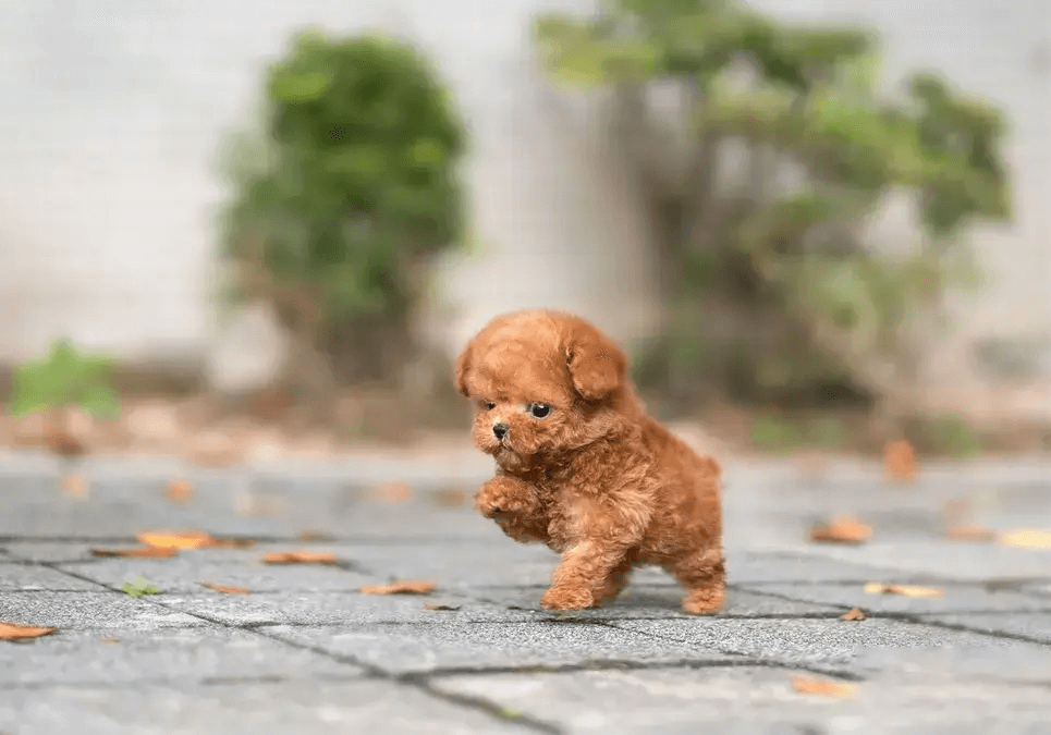 toy poodle dogs