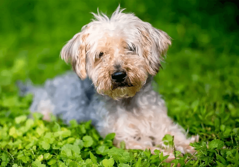 yorkipoo dogs