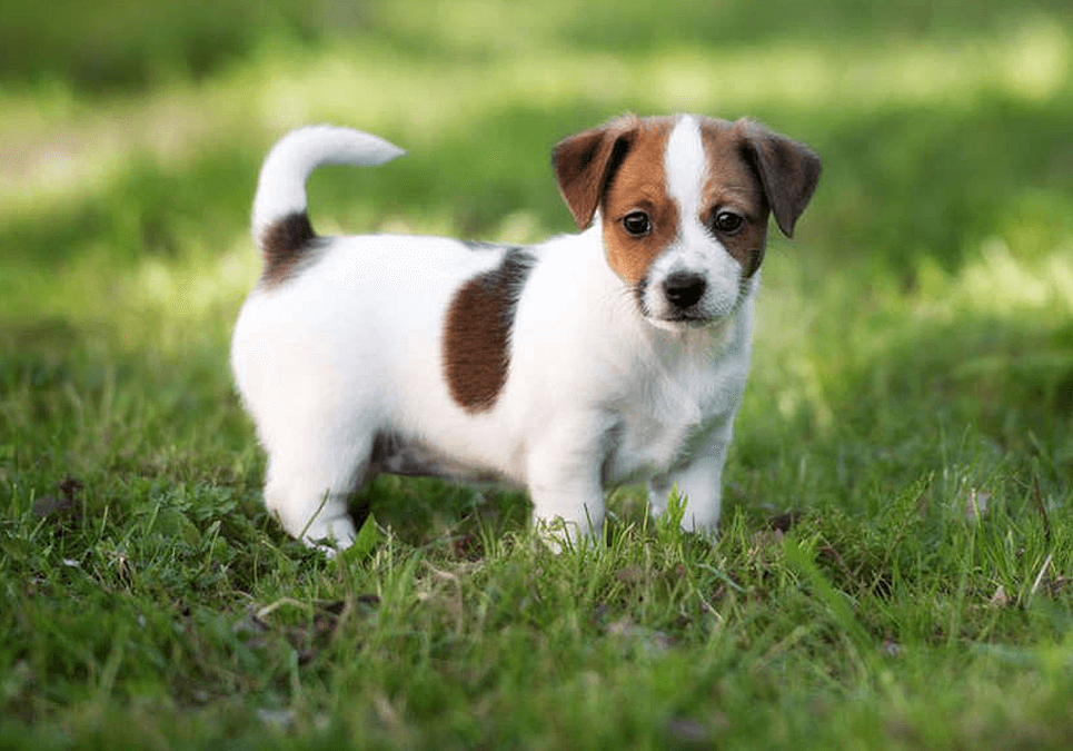 How old is a 10 year old Jack Russell?
