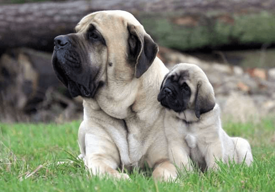 Cheap mastiff puppies for hot sale sale