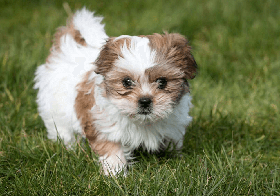 Shih Tzu Puppies: The Ultimate Guide for New Dog Owners