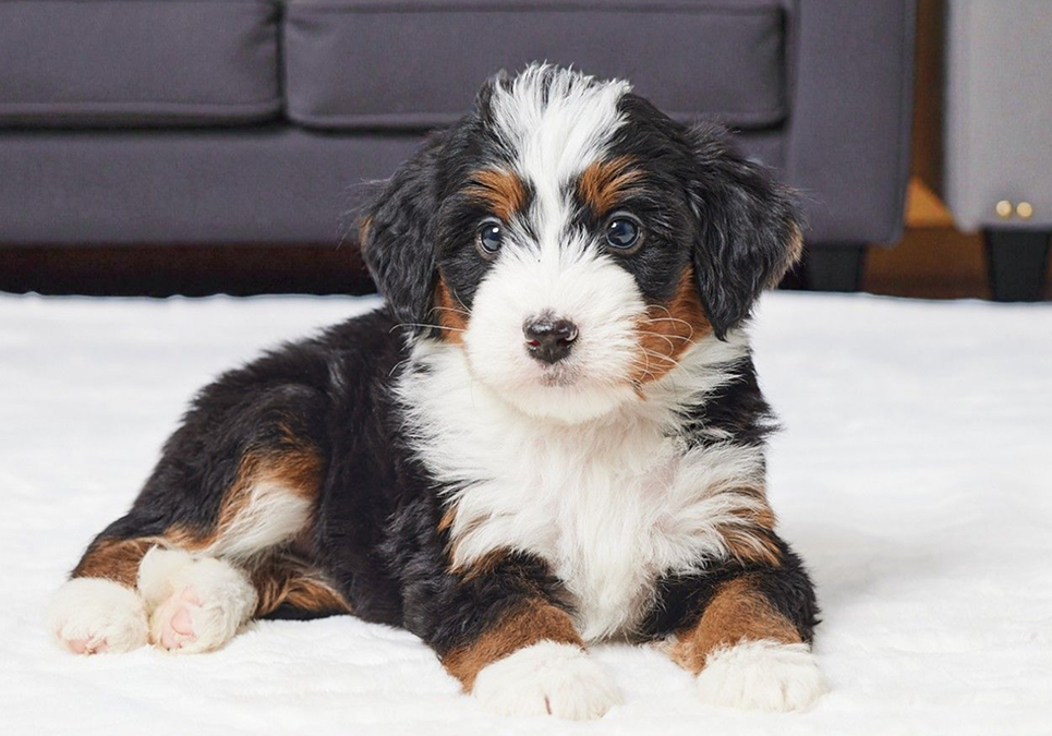 bernedoodle puppies for sale