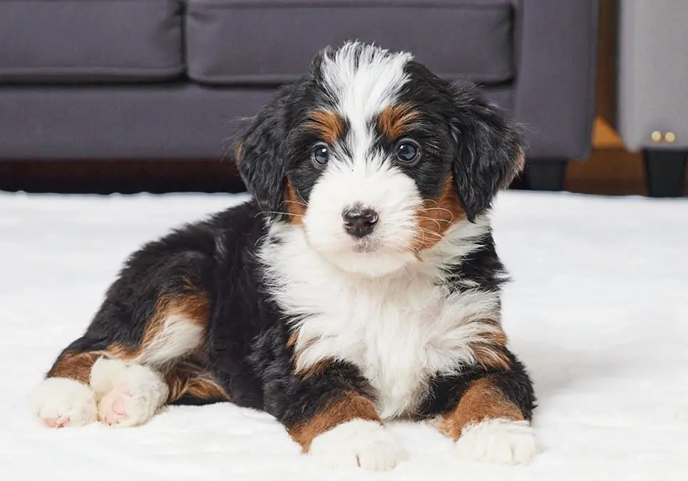 bernedoodle puppies for sale