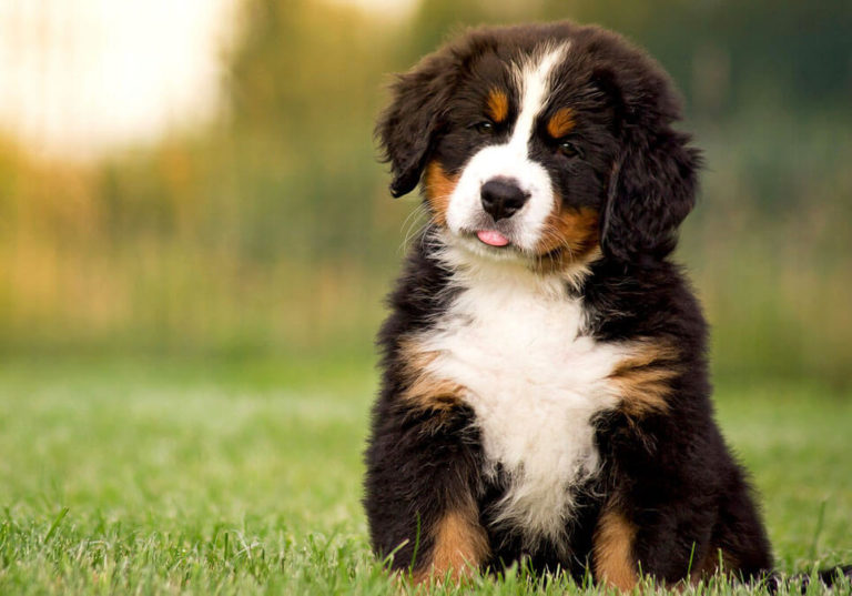 Bernese Mountain Dog for Sale Near Me Central Park Puppies