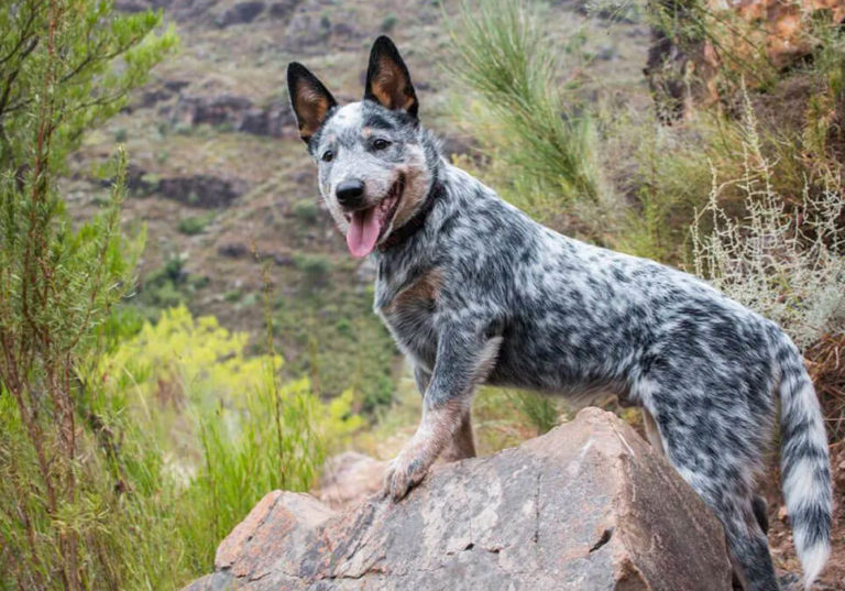 Blue Heeler Puppies for Sale Near Me | Central Park Puppies
