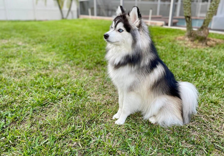 Pomsky Puppies For Sale Near Me Central Park Puppies