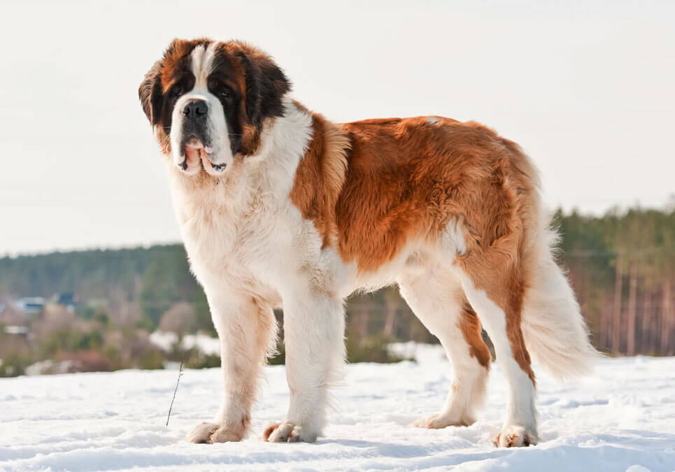 are st bernards smart dogs