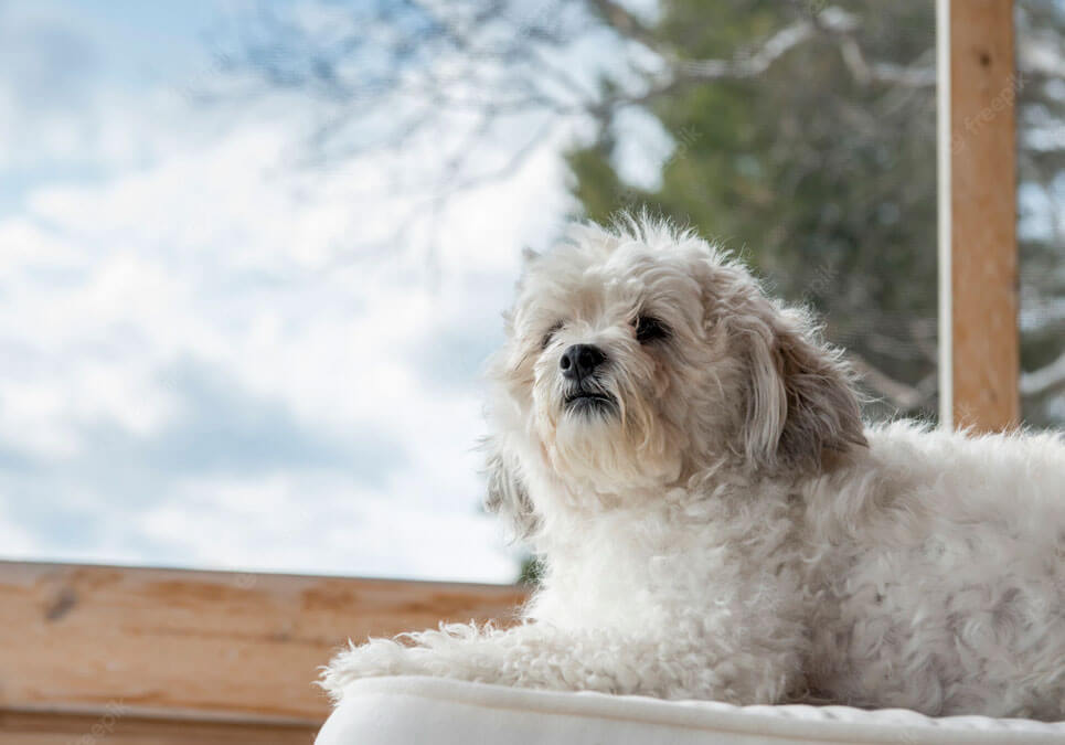 Shichon for sale outlet near me