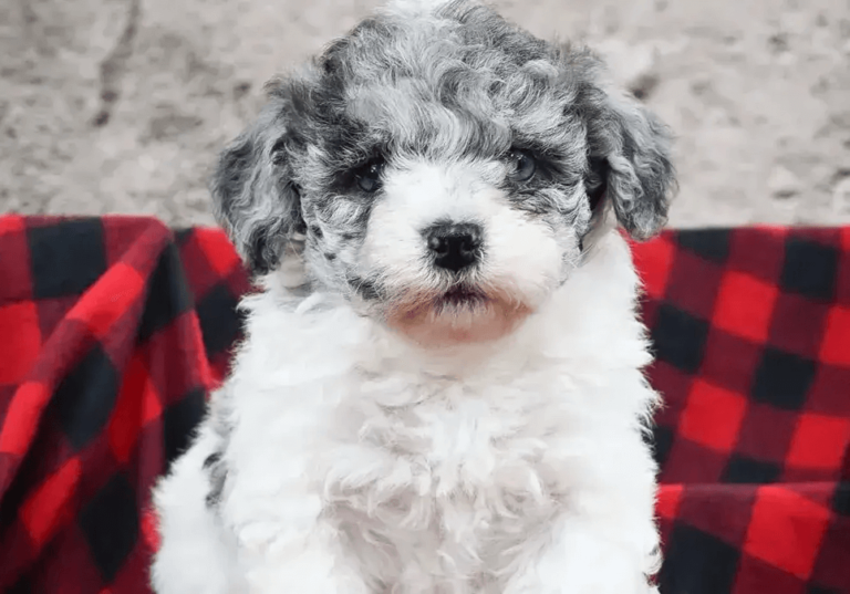 Havapoo Puppies for Sale Near Me Central Park Puppies