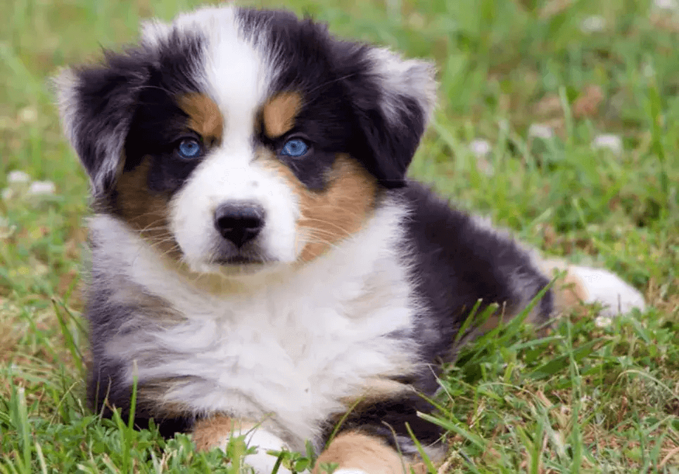 Cruise December 2024 Australian Shepherd Ivy Kirsteni