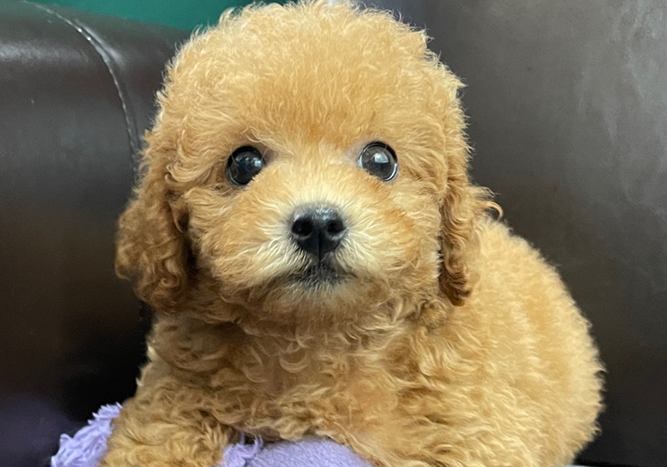 Toy Poodle puppies for sale.